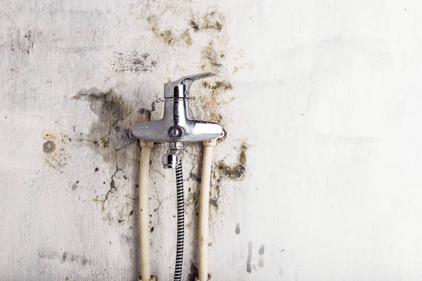 Best Same-Day Mold Removal  in Morrow, OH
