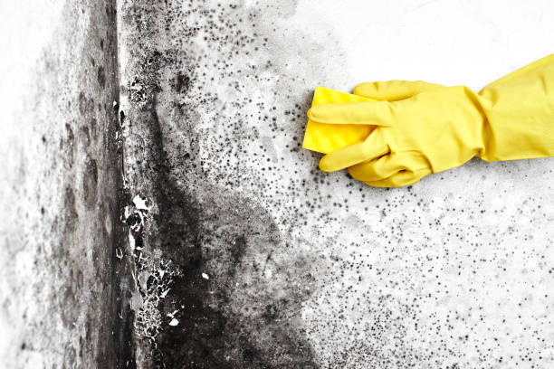 Best Black Mold Removal  in Morrow, OH