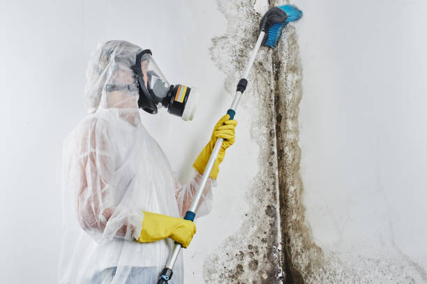 Best Mold Removal Near Me  in Morrow, OH