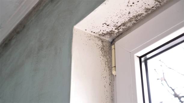 Best Emergency Mold Removal  in Morrow, OH