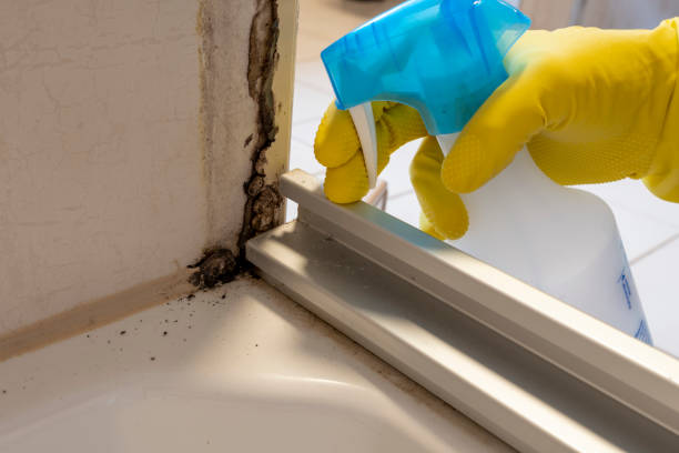 Best Fast Mold Removal  in Morrow, OH