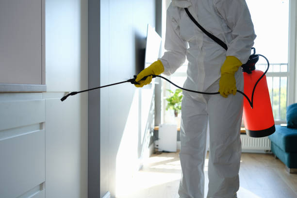 Best Home Mold Removal  in Morrow, OH