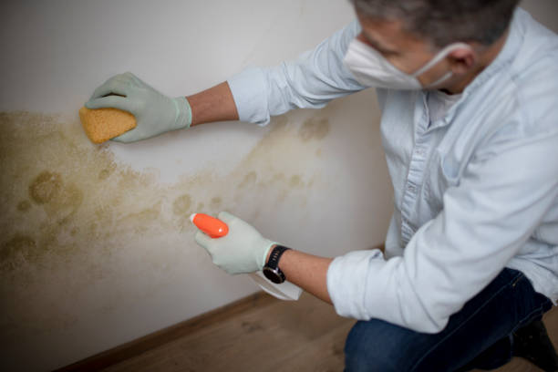 Trusted Morrow, OH Mold Removal Experts
