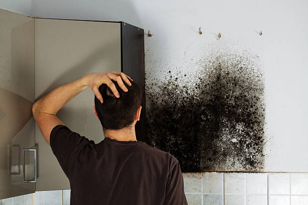 Best Mold Removal Company Near Me  in Morrow, OH