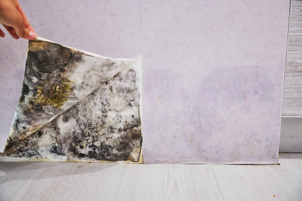 Best Office Mold Removal Services  in Morrow, OH